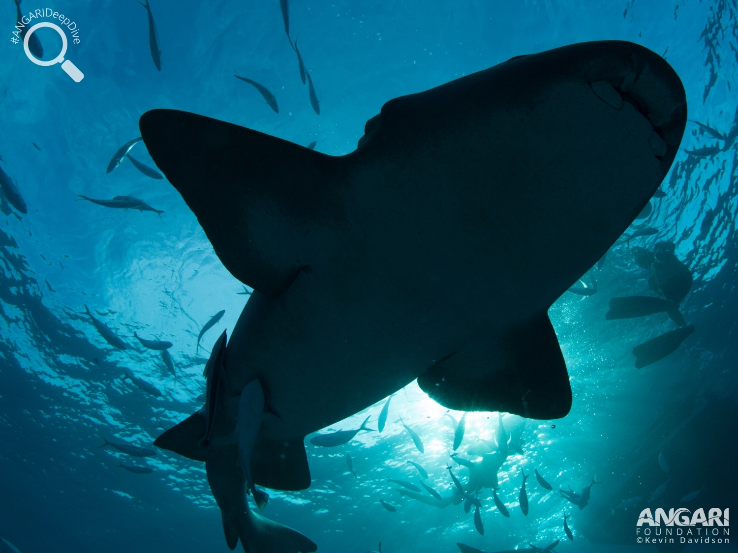 #ANGARIDeepDive_Nurse Shark_PC_ANGARI Foundation_Kevin Davidson