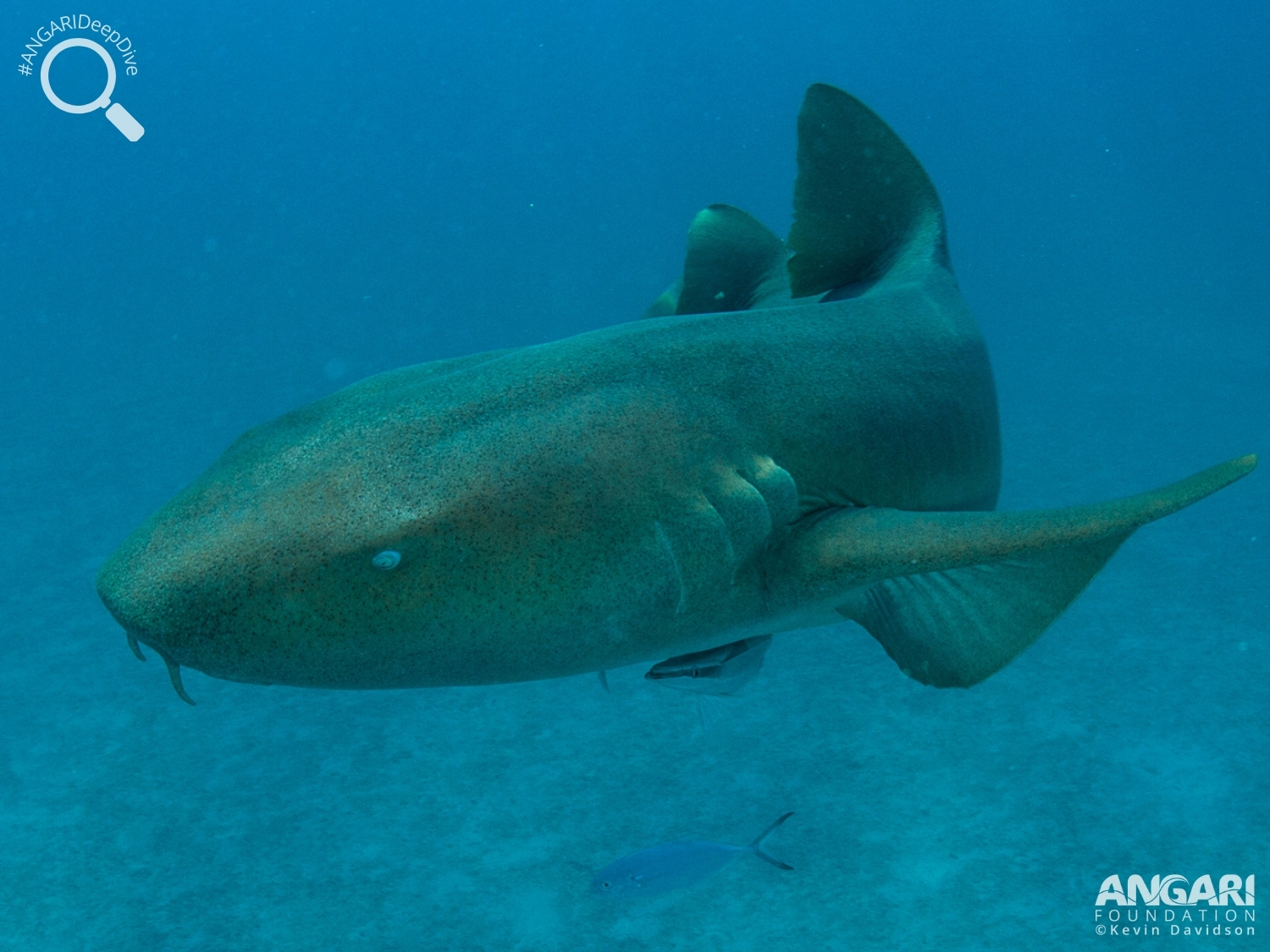 #ANGARIDeepDive_Nurse Shark_PC_ANGARI Foundation_Kevin Davidson