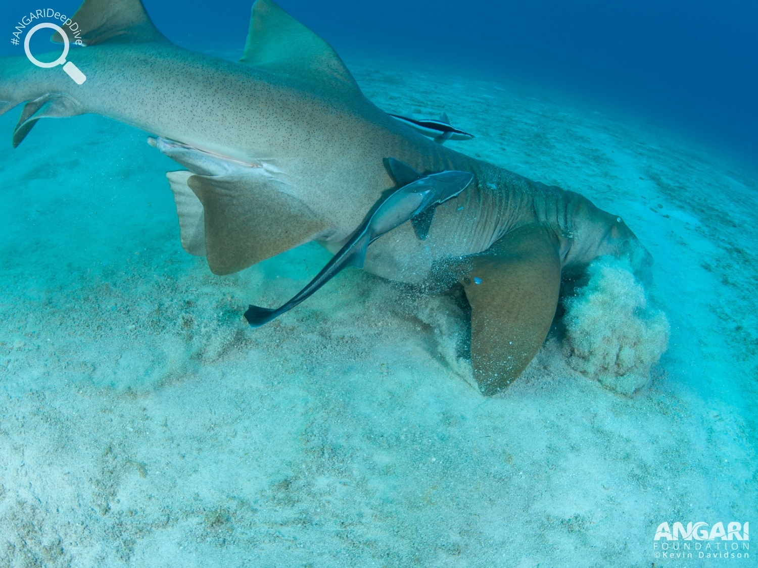 #ANGARIDeepDive_Nurse Shark_PC_ANGARI Foundation_Kevin Davidson