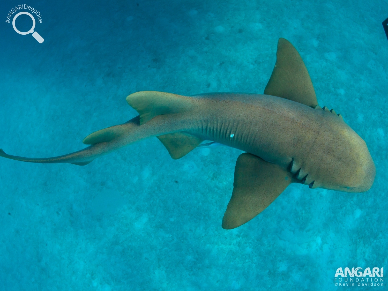 #ANGARIDeepDive_Nurse Shark_PC_ANGARI Foundation_Kevin Davidson