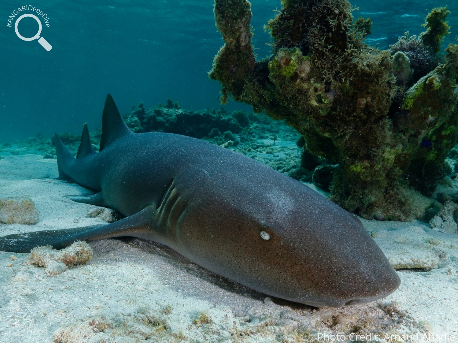 #ANGARIDeepDive_Nurse Shark_PC_Arnaud Abadie