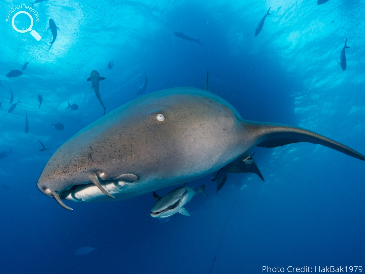 #ANGARIDeepDive_Nurse Shark_PC_HakBak1979