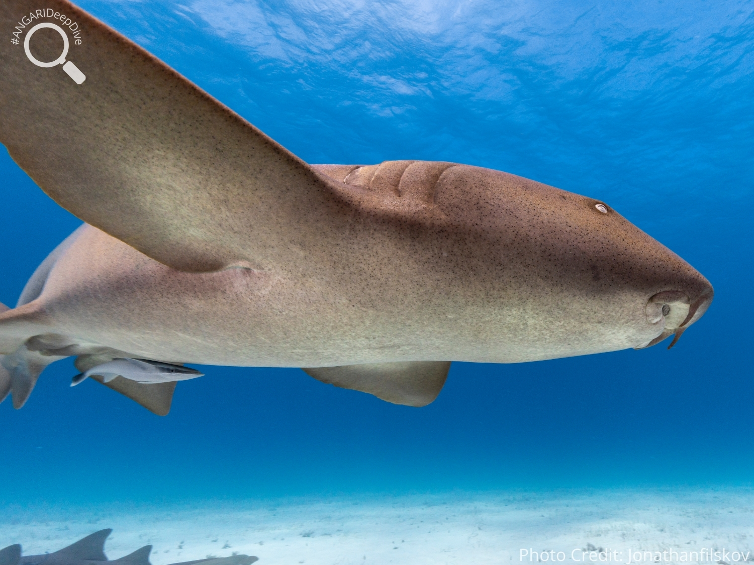 #ANGARIDeepDive_Nurse Shark_PC_Jonathanfilskov