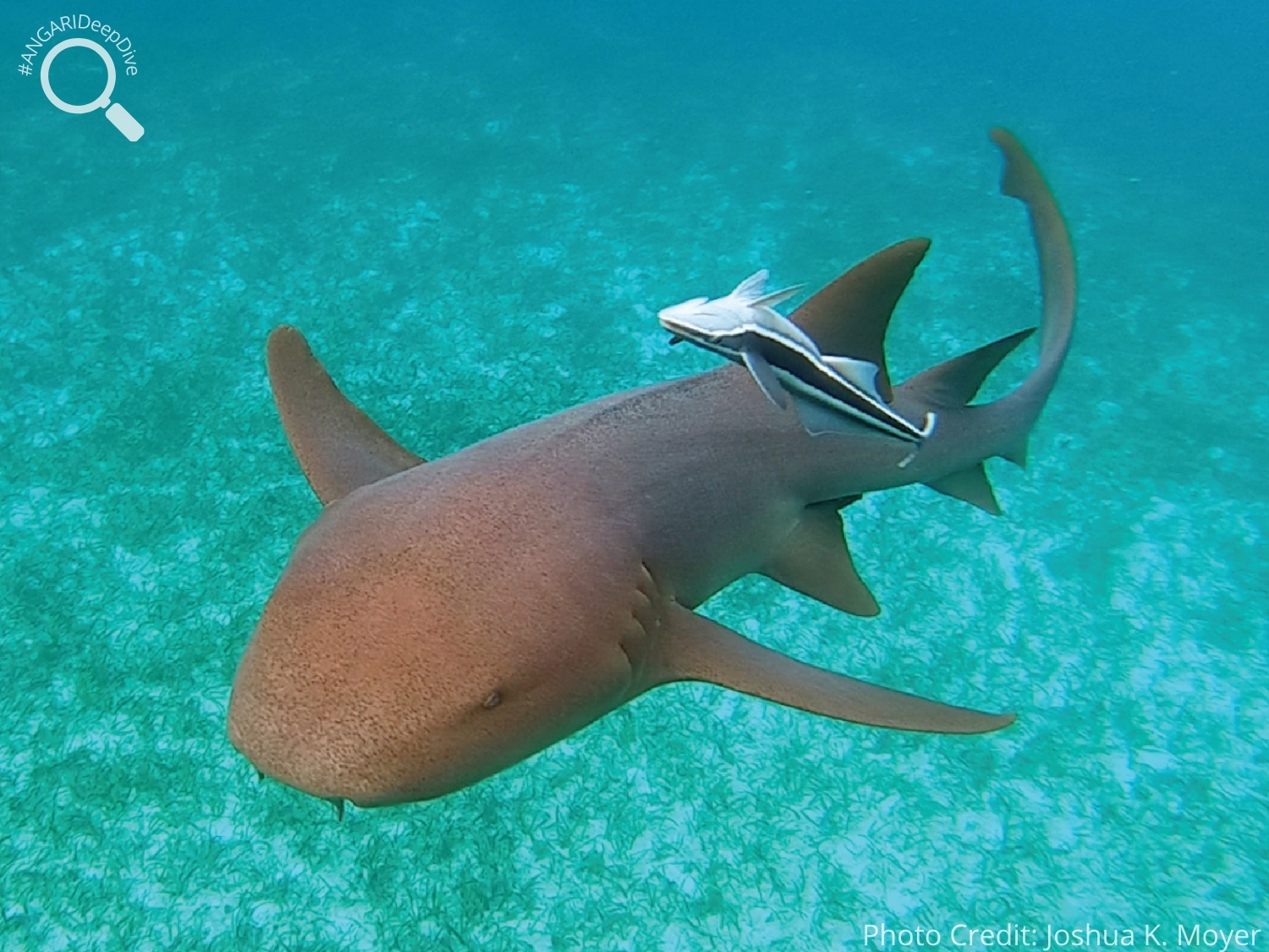 #ANGARIDeepDive_Nurse Shark_PC_Joshua K. Moyer