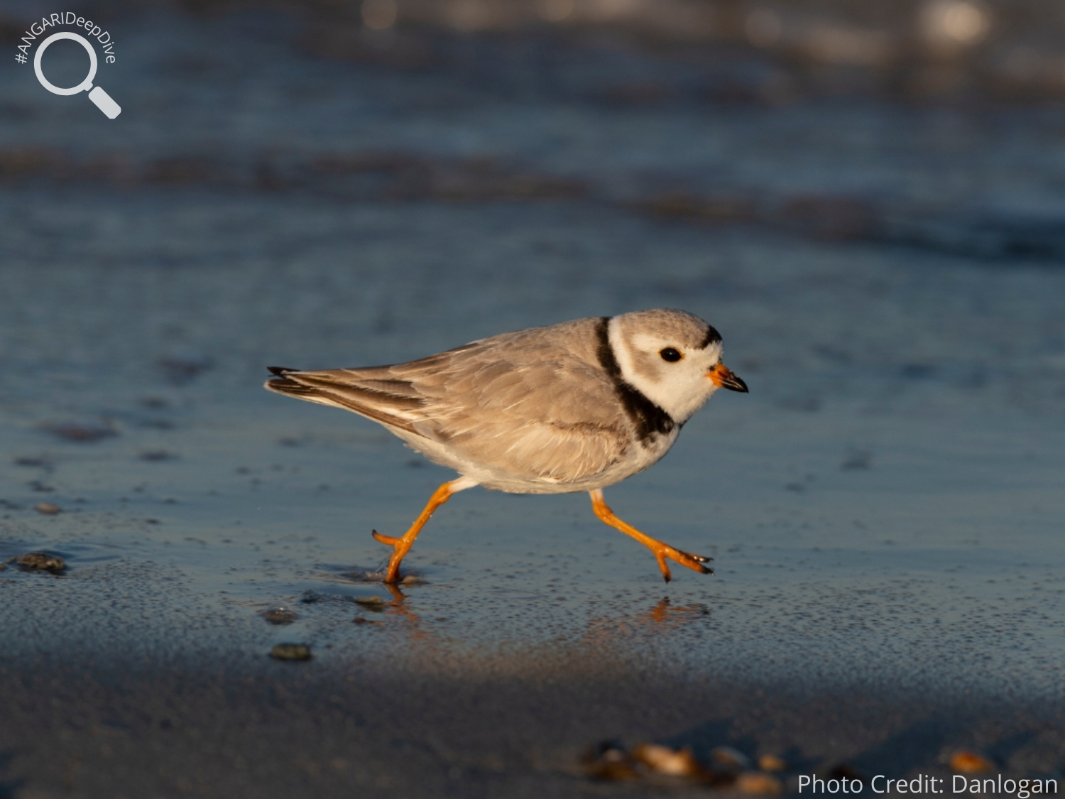 #ANGARIDeepDive_Piping Plover_PC_Danlogan