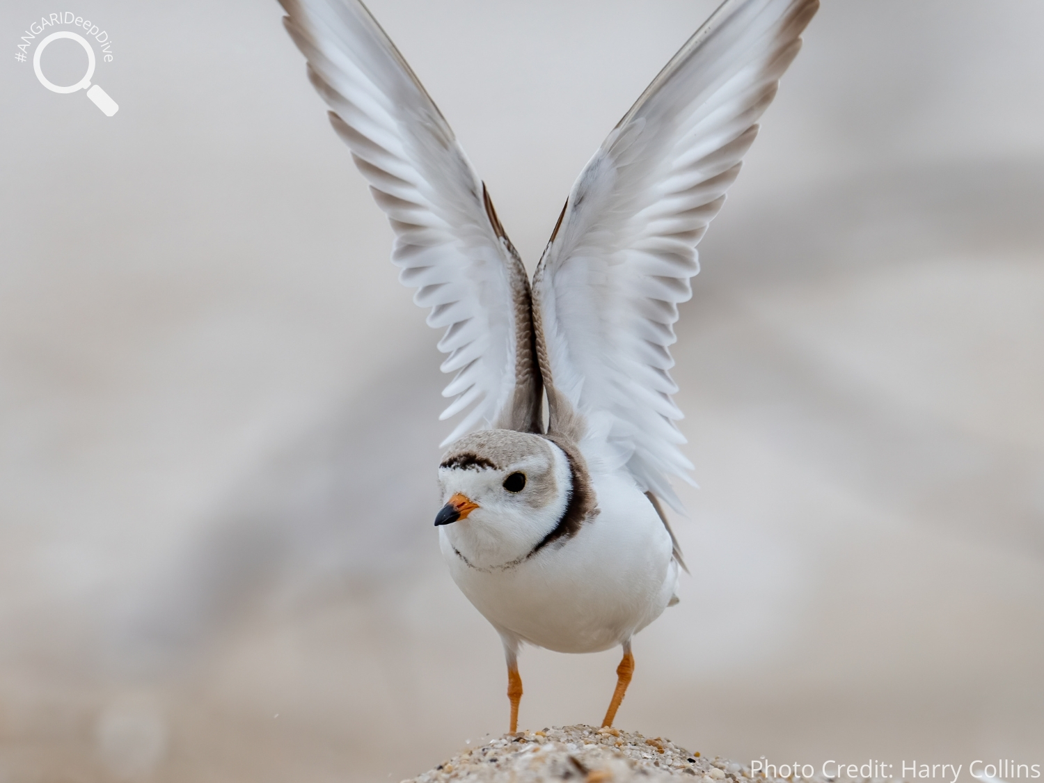 #ANGARIDeepDive_Piping Plover_PC_Harry Collins