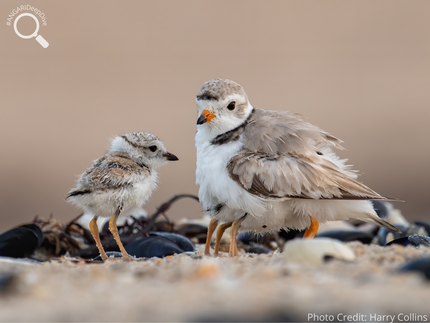 #ANGARIDeepDive_Piping Plover_PC_Harry Collins