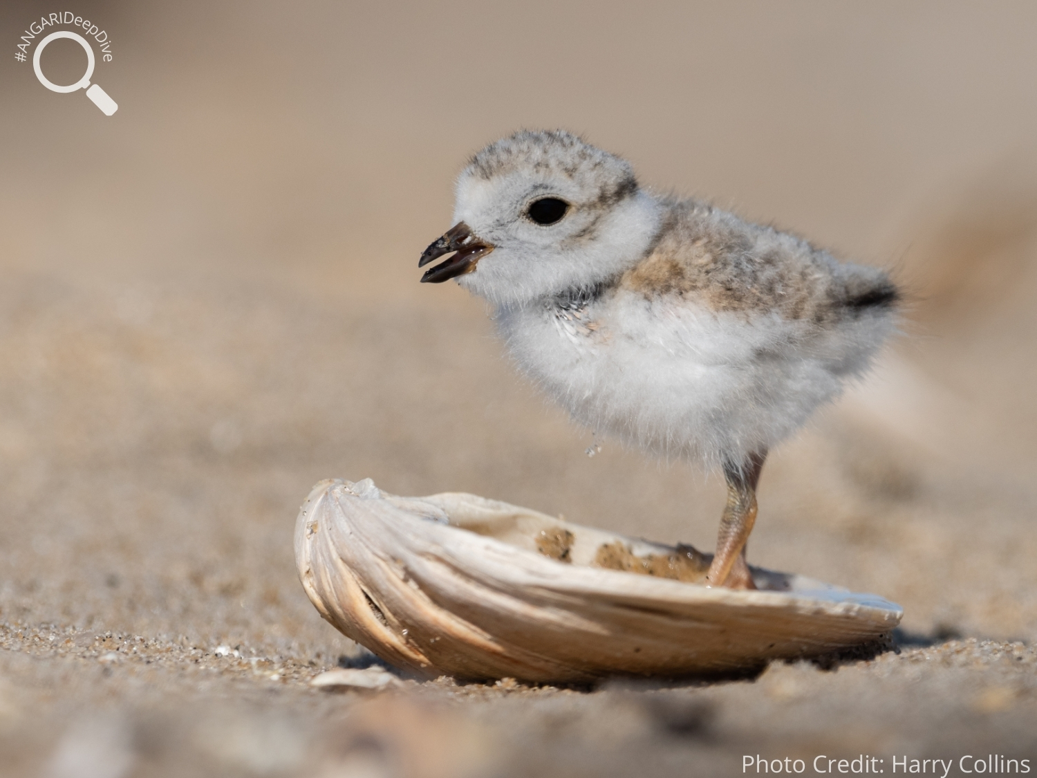 #ANGARIDeepDive_Piping Plover_PC_Harry Collins