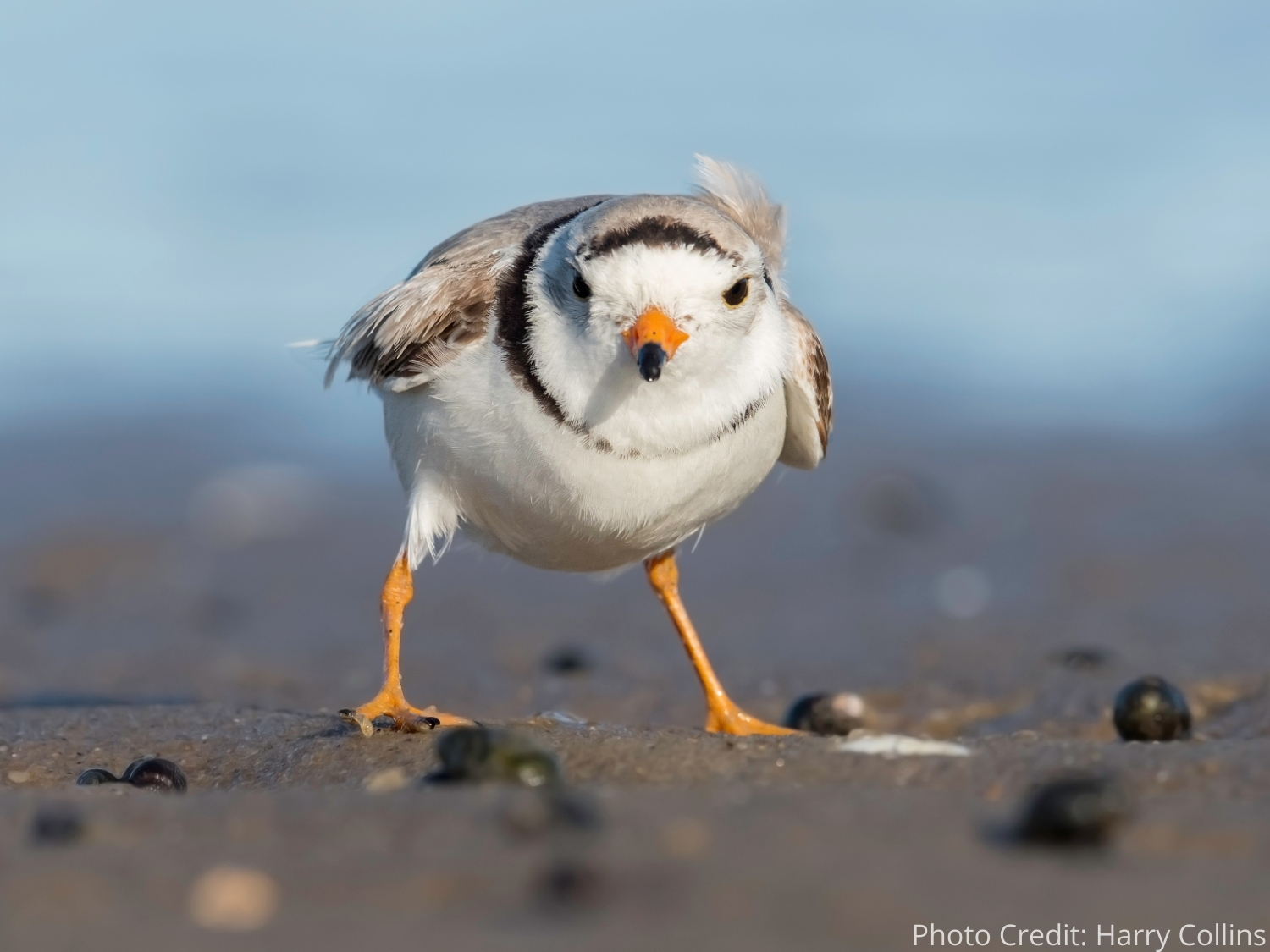 #ANGARIDeepDive_Piping Plover_PC_Harry Collins