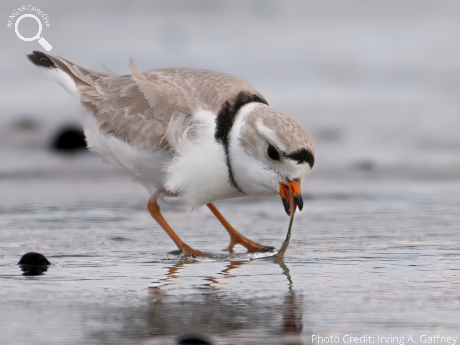 #ANGARIDeepDive_Piping Plover_PC_Irving A. Gaffney