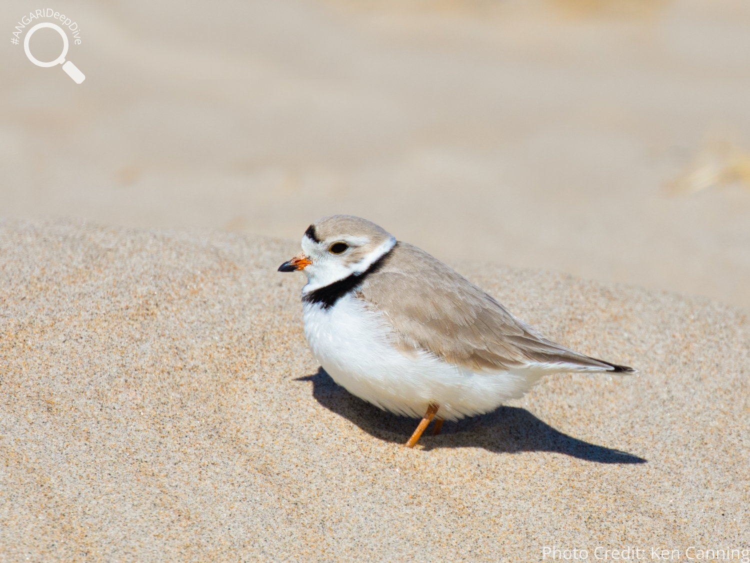 #ANGARIDeepDive_Piping Plover_PC_Ken Canning
