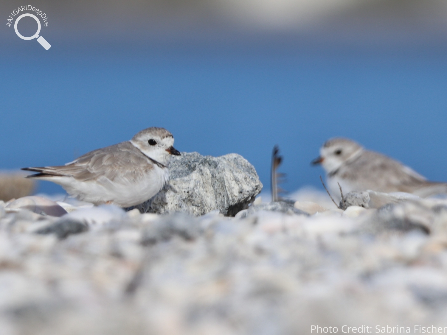 #ANGARIDeepDive_Piping Plover_PC_Sabrina Fischer