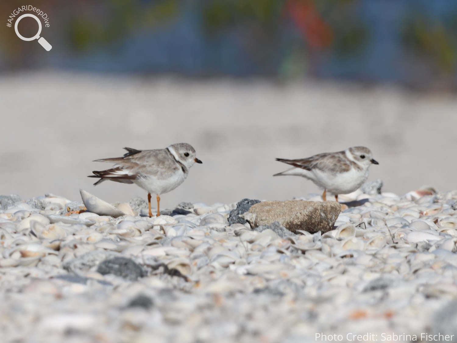 #ANGARIDeepDive_Piping Plover_PC_Sabrina Fischer