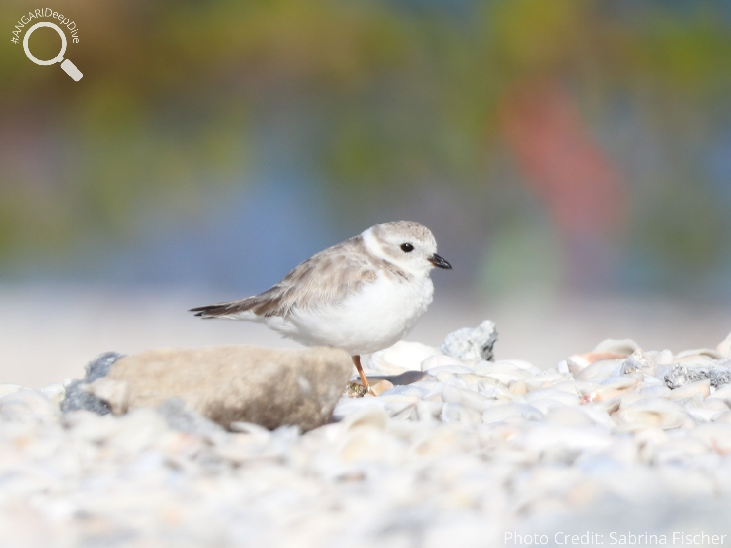 #ANGARIDeepDive_Piping Plover_PC_Sabrina Fischer