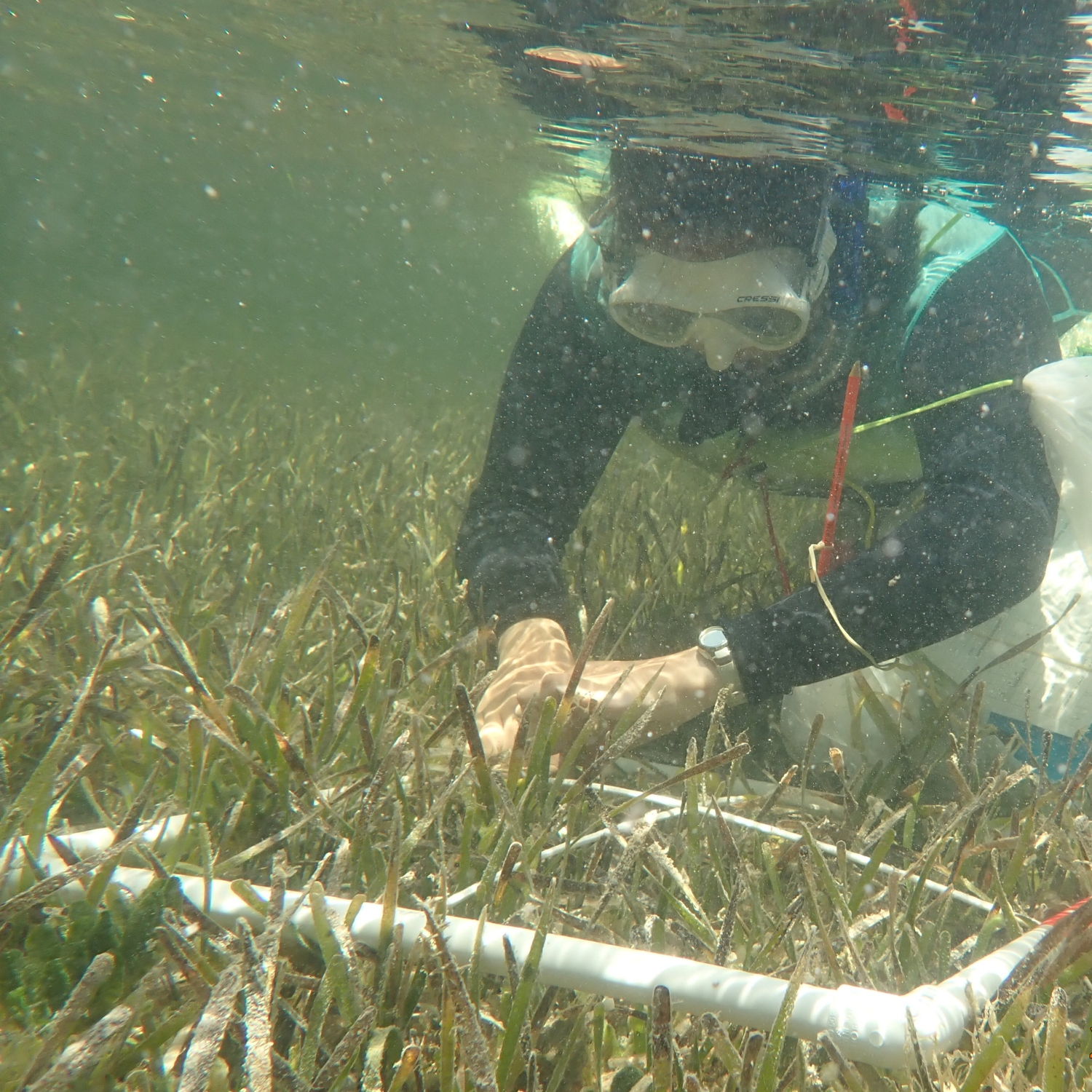I'm performing submerged aquatic vegetation surveys in Biscayne Bay, Florida, to quantify habitat composition and structure for my dissertation analyses.