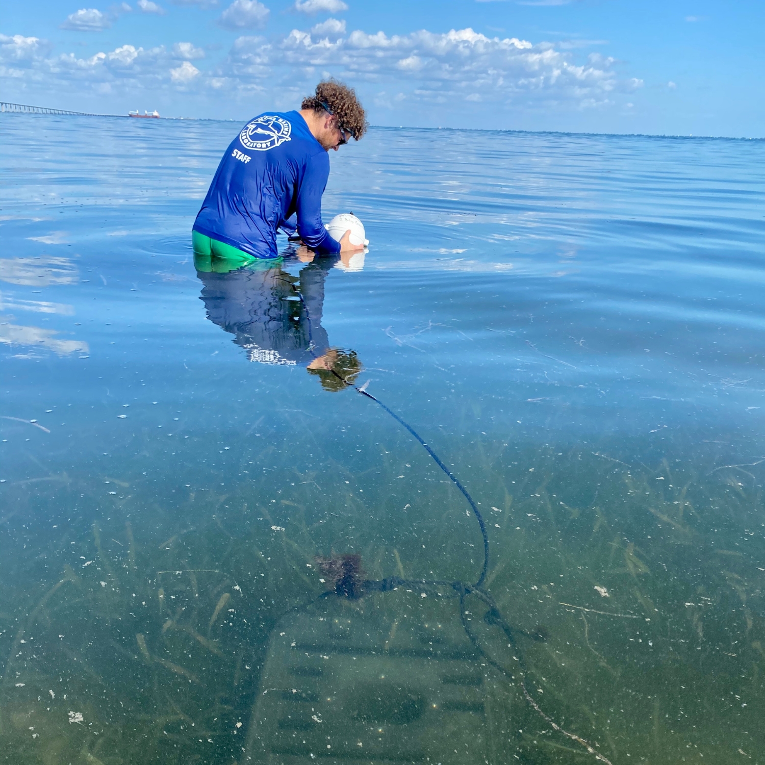 I am sampling in the field to determine how stone crabs are impacted by variable pH habitats.