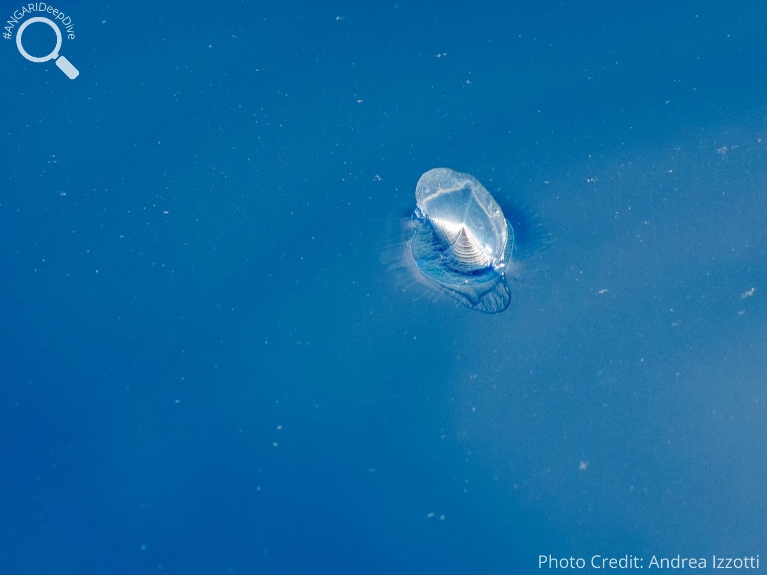 #ANGARIDeepDive_By-the-wind Sailor_PC_Andrea Izzotti