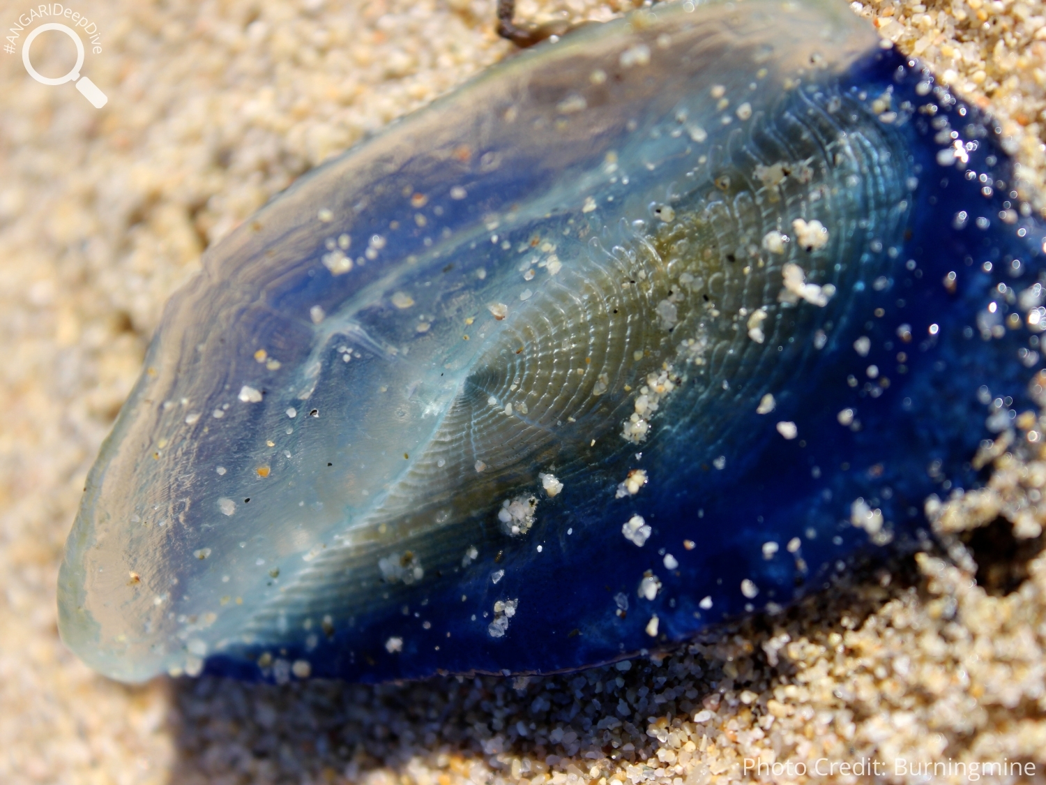 #ANGARIDeepDive_By-the-wind Sailor_PC_Burningmine