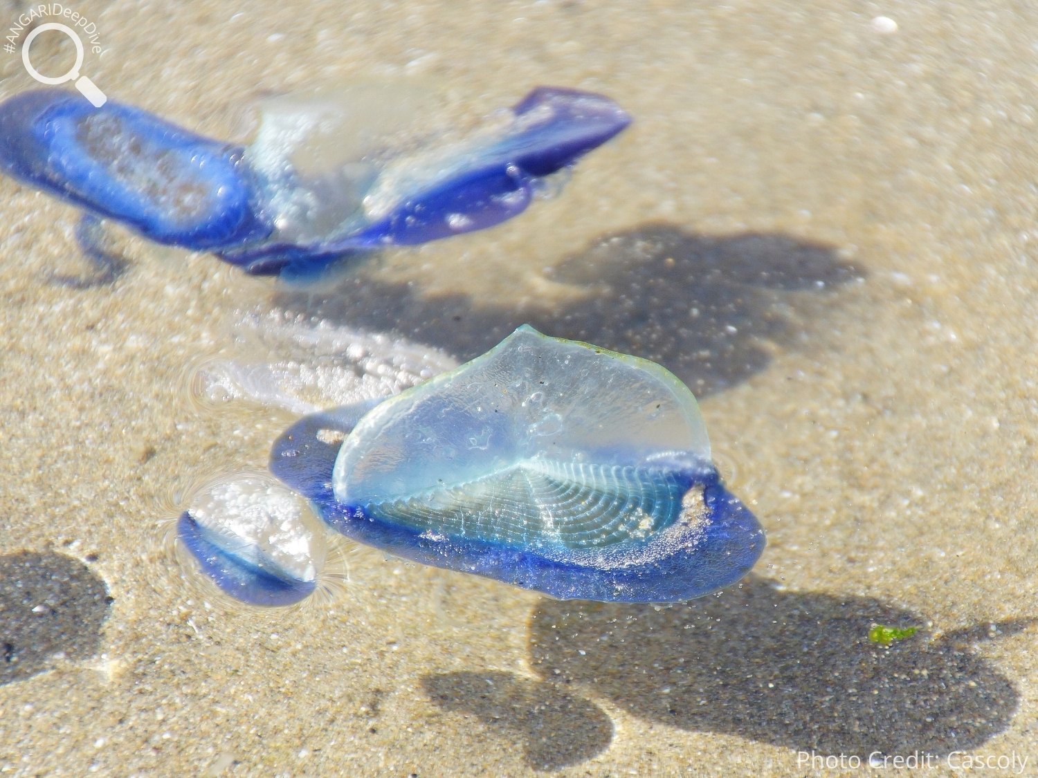 #ANGARIDeepDive_By-the-wind Sailor_PC_Cascoly