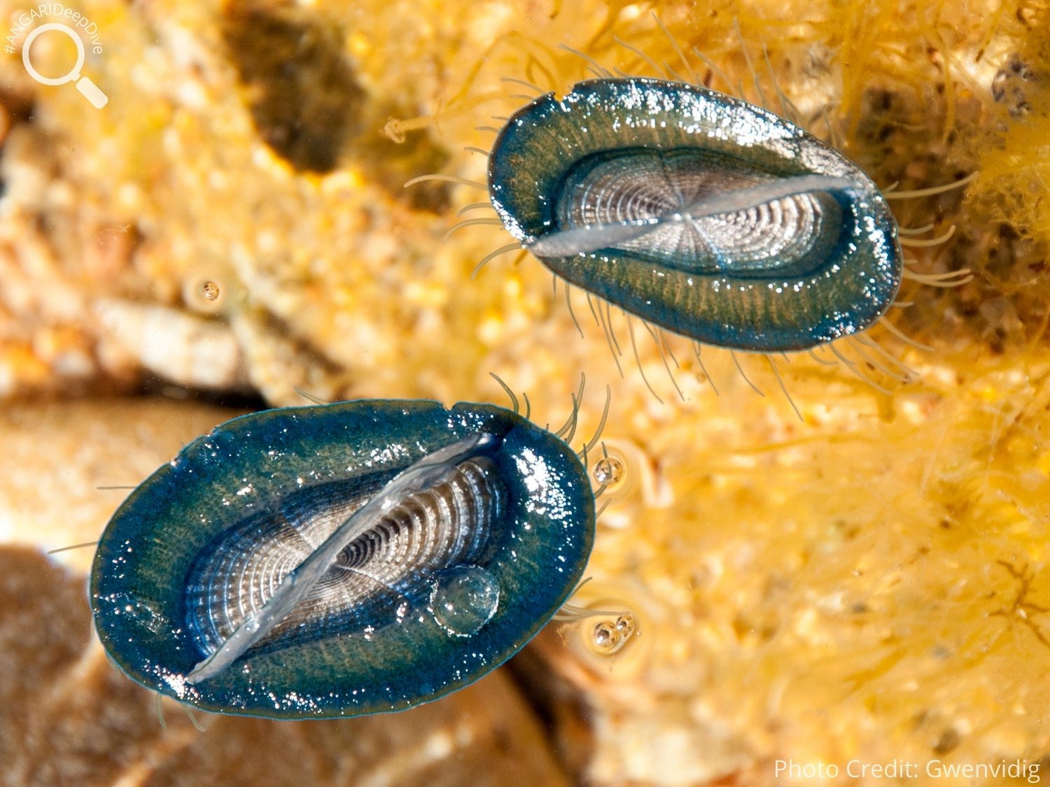 #ANGARIDeepDive_By-the-wind Sailor_PC_Gwenvidig