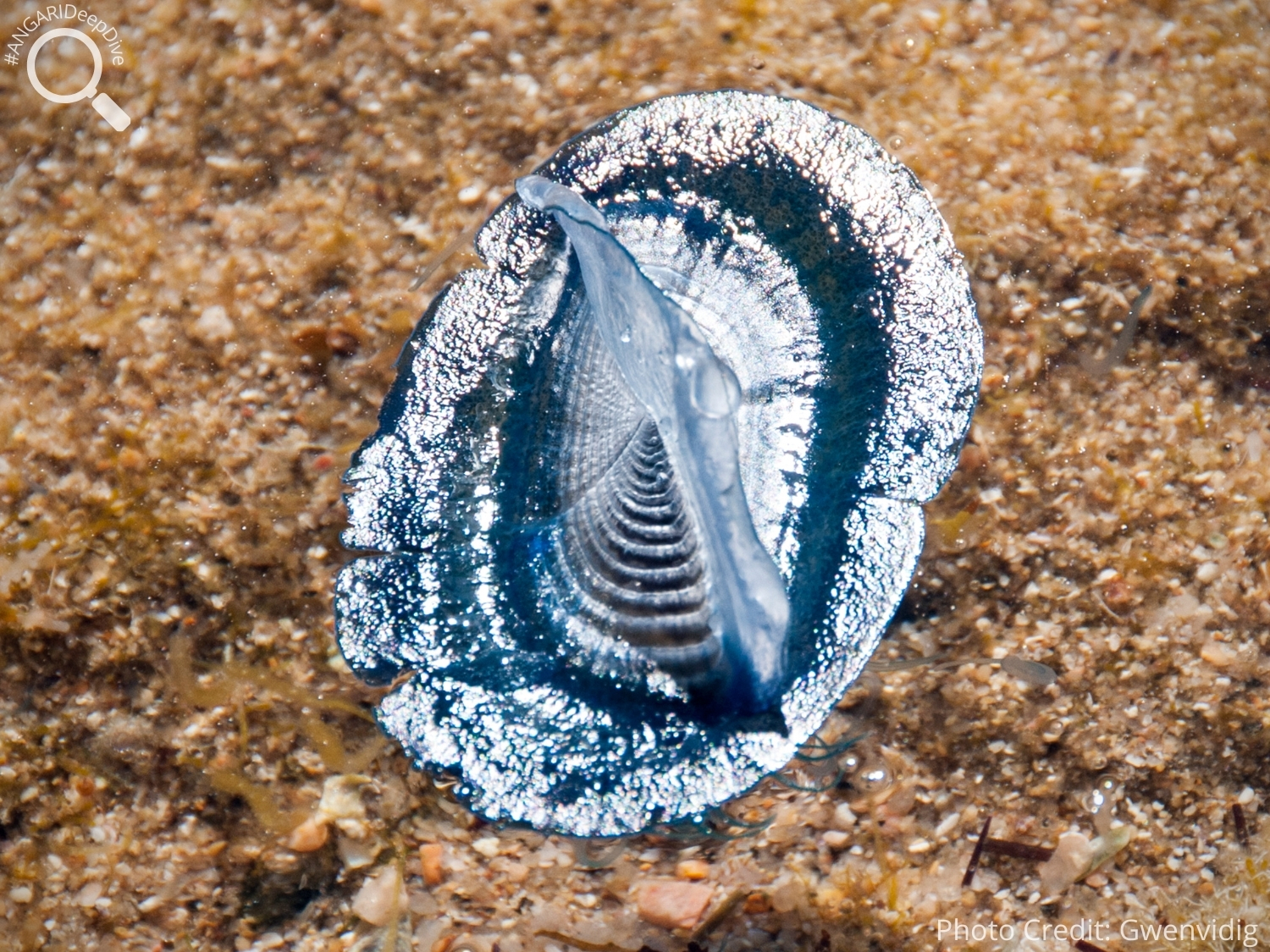 #ANGARIDeepDive_By-the-wind Sailor_PC_Gwenvidig