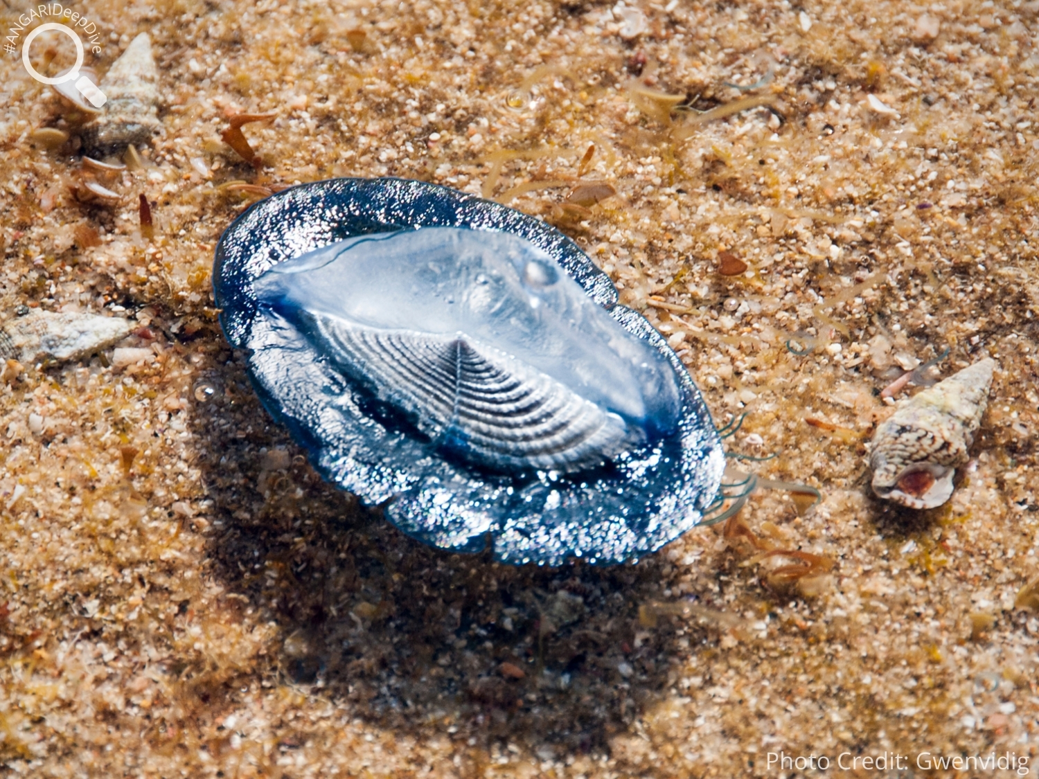 #ANGARIDeepDive_By-the-wind Sailor_PC_Gwenvidig