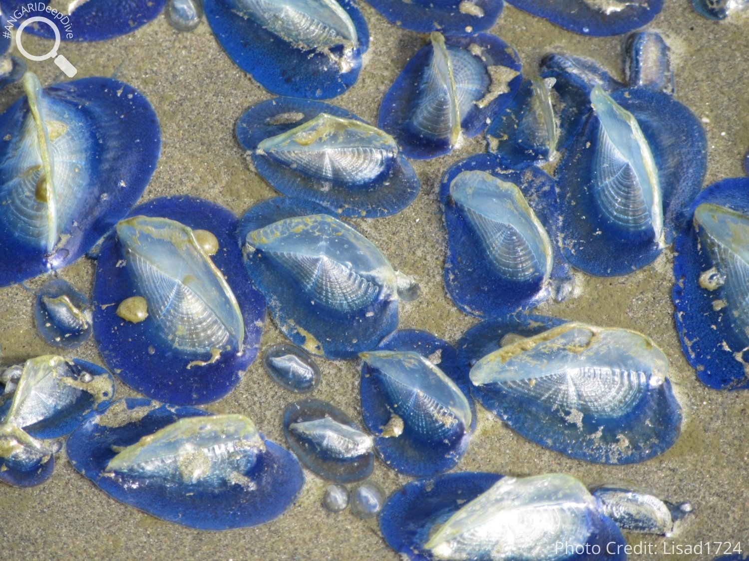 #ANGARIDeepDive_By-the-wind Sailor_PC_Lisad1724