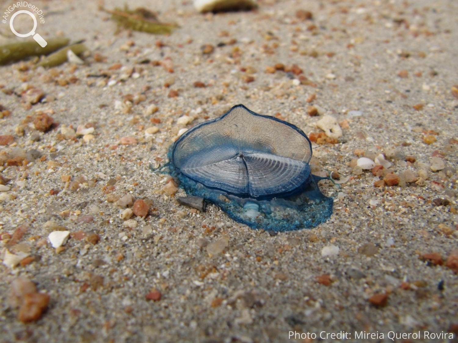 #ANGARIDeepDive_By-the-wind Sailor_PC_Mireia Querol Rovira