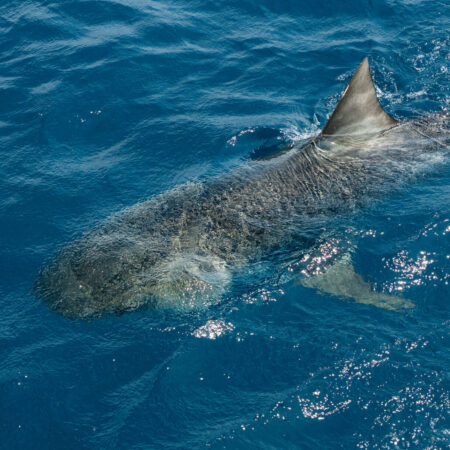 EXP 120: COE Sharks - PBDA