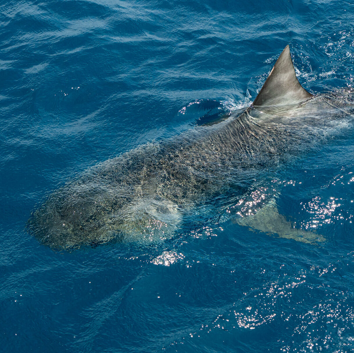 EXP 120: COE Sharks - PBDA
