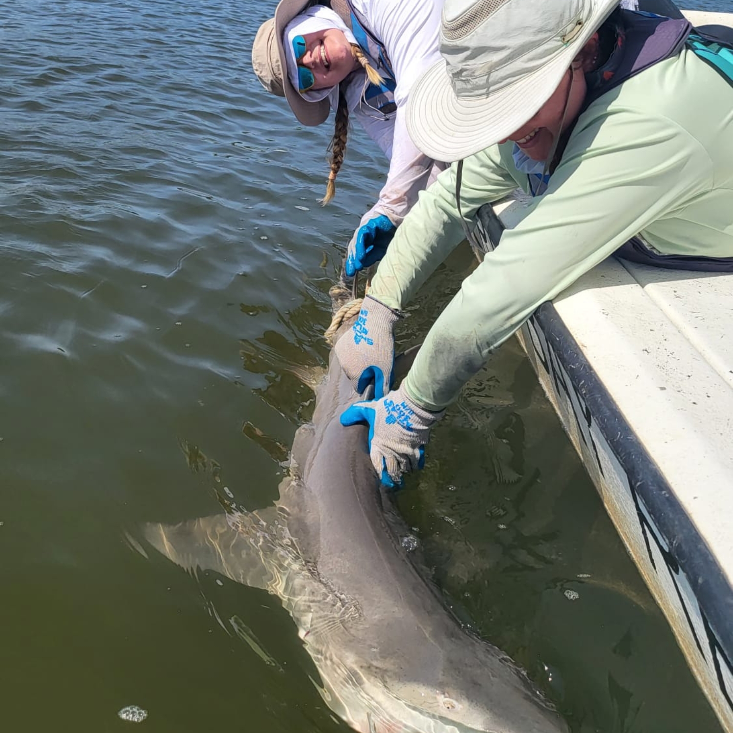 I love being able to help out with shark workups for my lab mate's research in Rookery Bay! PC: John Hernandez