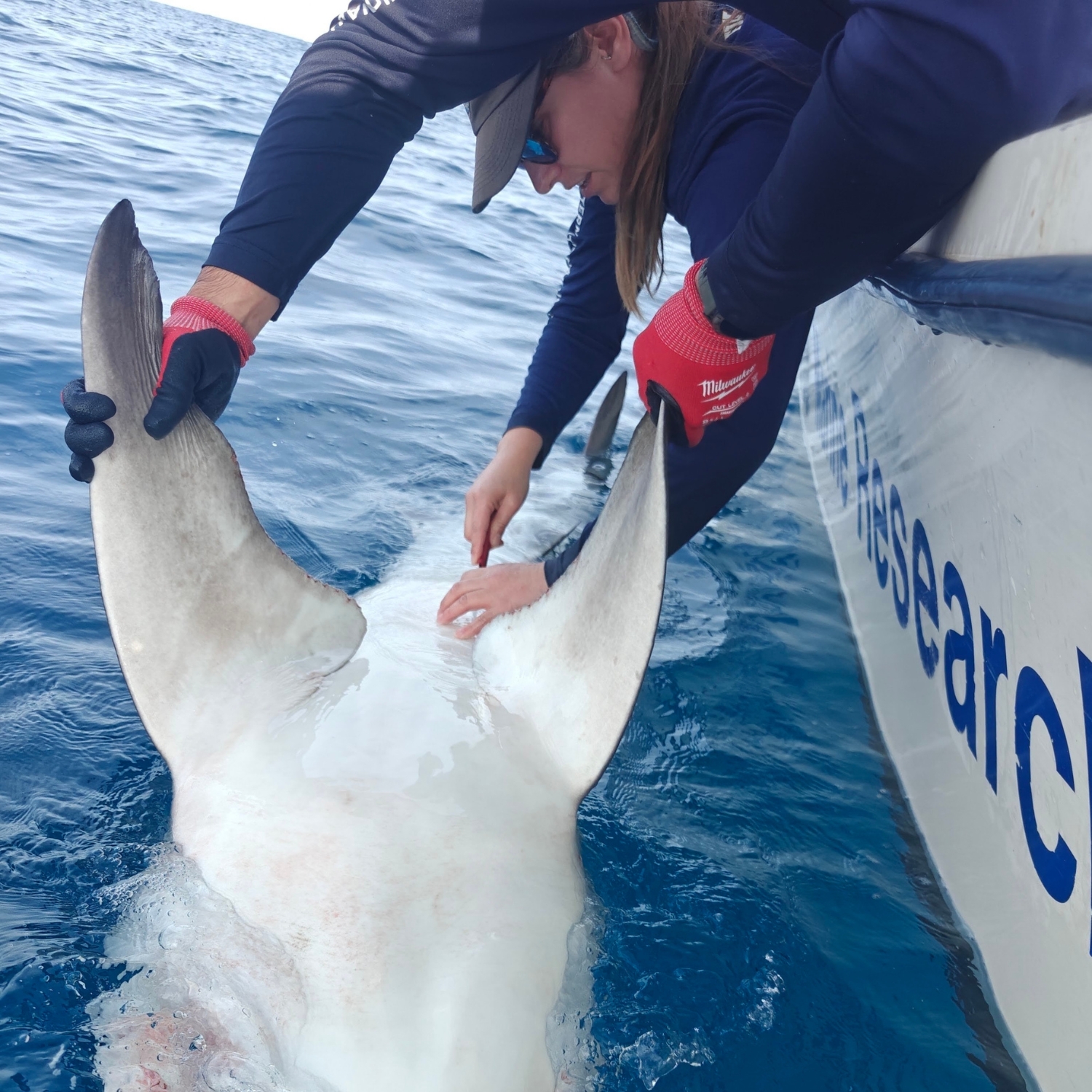 Here I am carefully surgically implanting a tag in a bull shark.