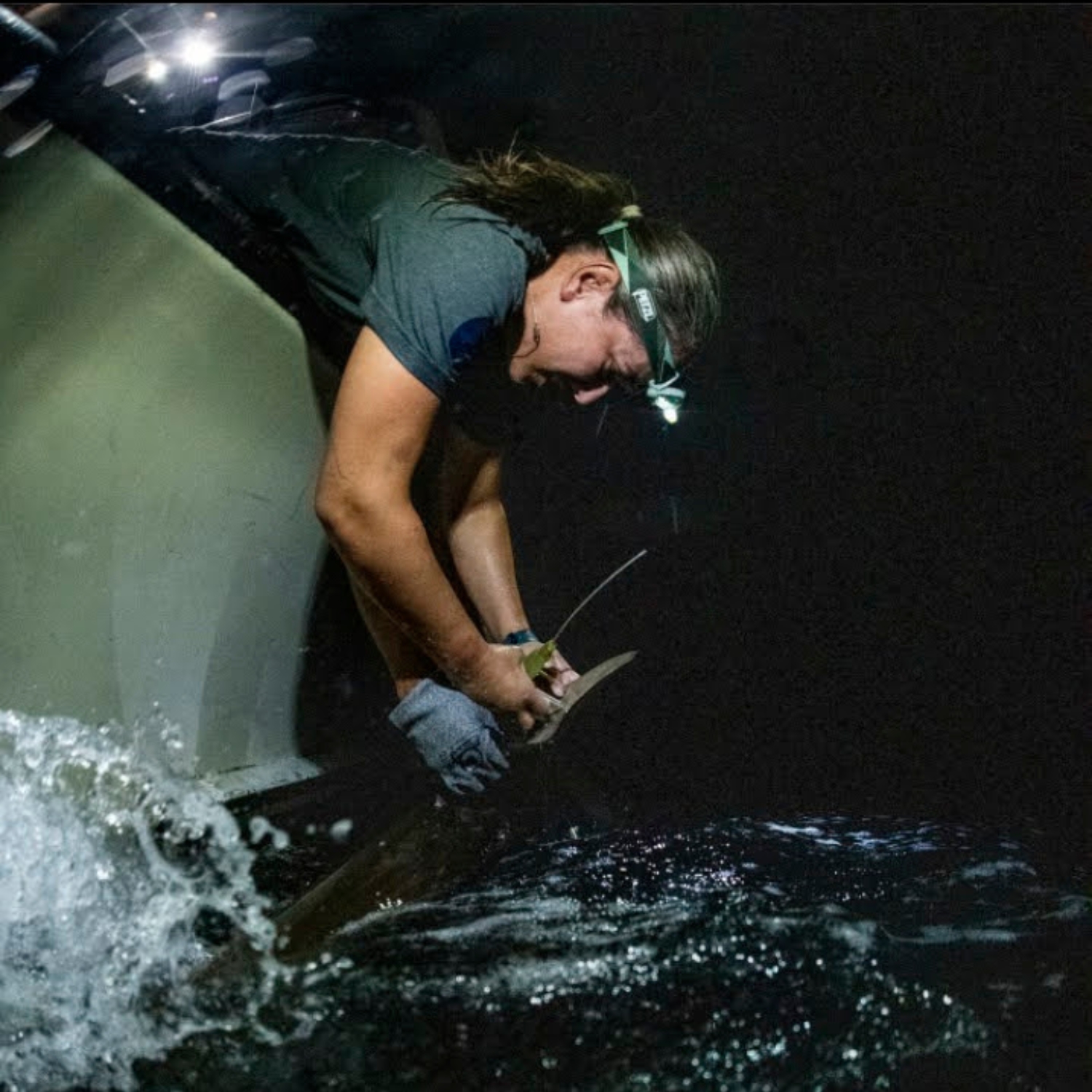 Under the light of my headlamp, I put a satellite tag on a great hammerhead at night in Jupiter. PC: Annie Guttridge