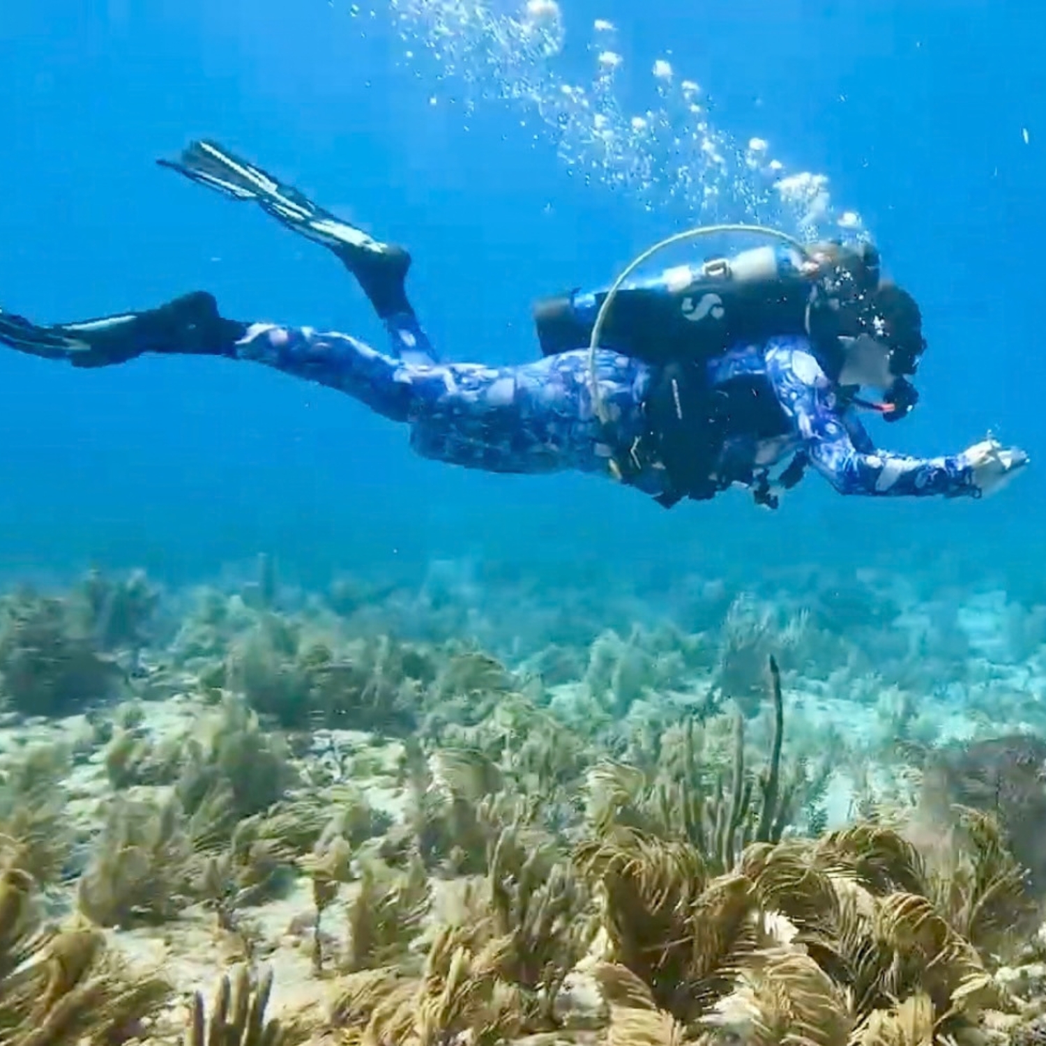 I am collecting data on parrotfish foraging behaviors in the Florida Keys National Marine Sanctuary.
